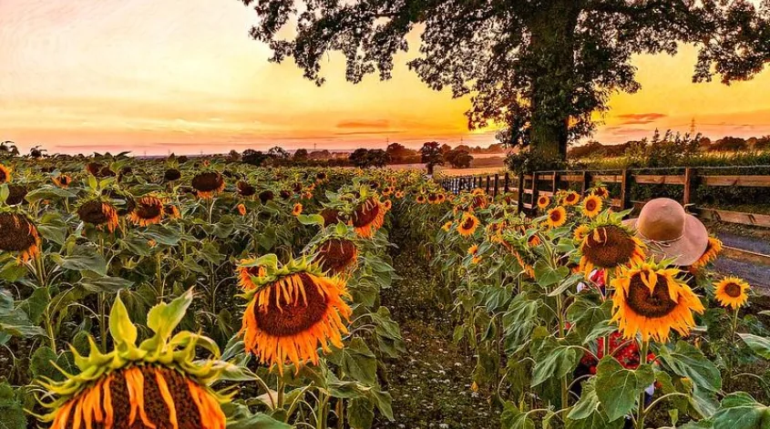 Sunflower field glowing at sunset